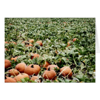 Parche de calabaza en Lawrence, KS