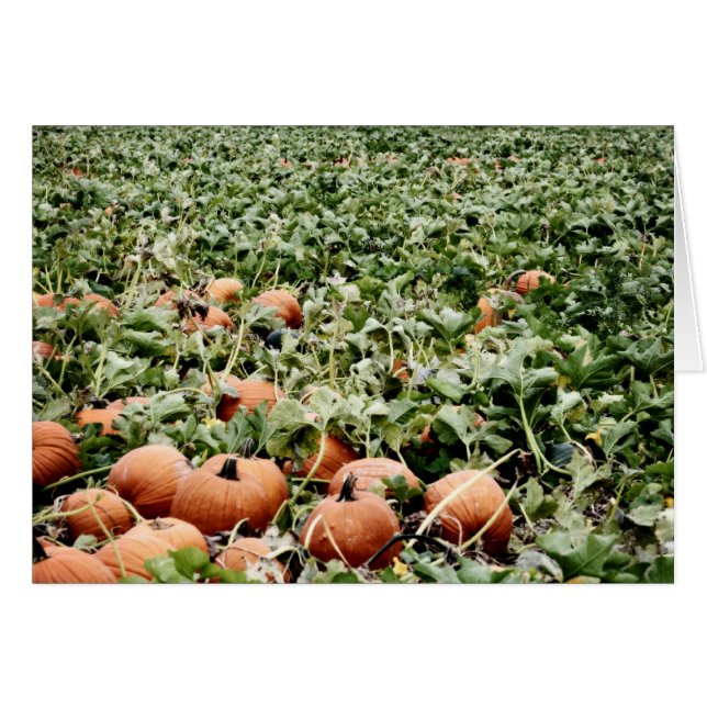 Parche de calabaza en Lawrence, KS (Anverso (Horizontal))