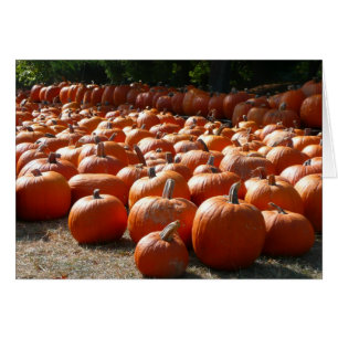 Parche de calabaza Fotografía de la cosecha otoñal