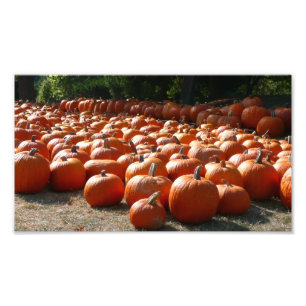 Parche de calabaza Fotografía de la cosecha otoñal