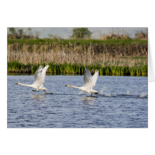 Pare reproductor de cisnes de la tundra despegando