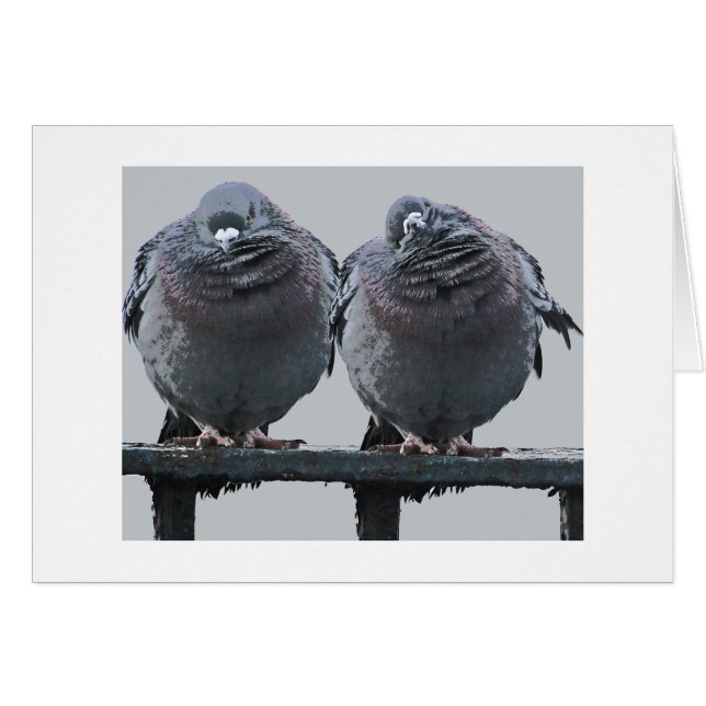 Parece una tarjeta de paloma de lluvia (Anverso (Horizontal))