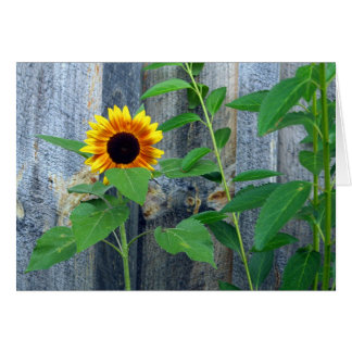 Pared de girasol y madera