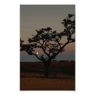 Pared de puesta de sol de árbol Fotografía de natu