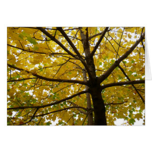 Pareja de arce amarillo naturaleza otoñal