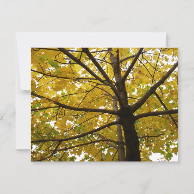 Pareja de Arces Amarillos Naturaleza de Otoño (Anverso)