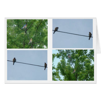 Pareja de aves azules, collage