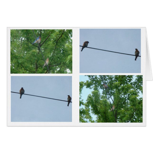 Pareja de aves azules, collage (Anverso (Horizontal))