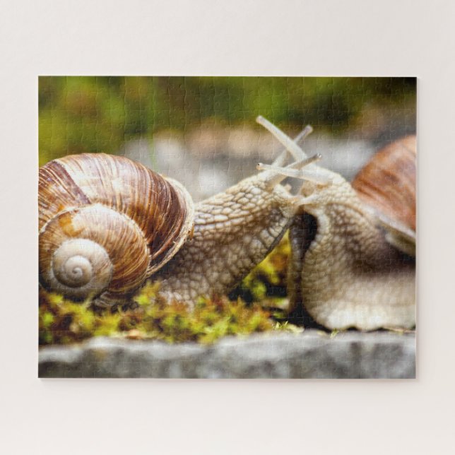 Pareja de caracoles, rompecabezas (Horizontal)