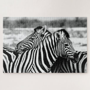 Pareja de cebra en blanco y negro, rompecabezas