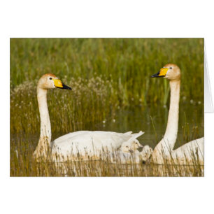 Pareja de cisnes cantores con crías en Islandia.