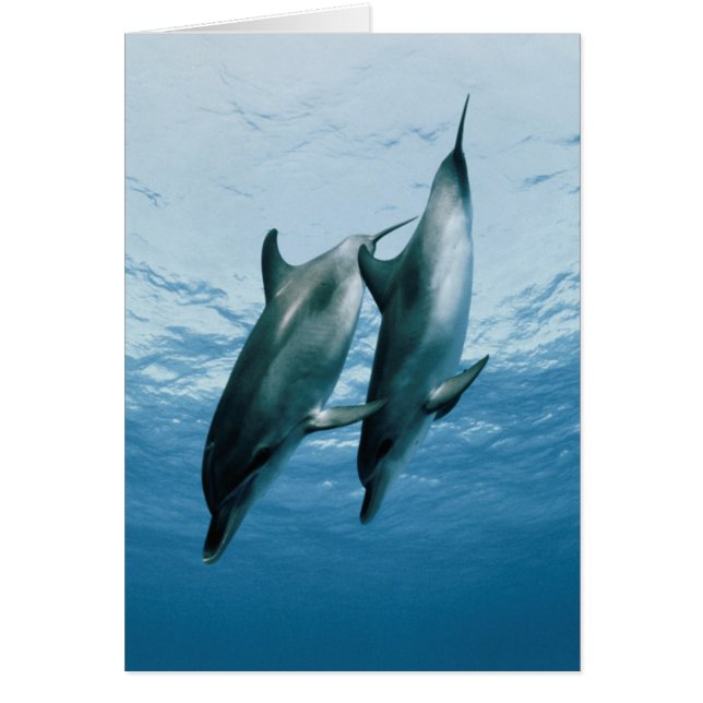 Pareja de delfines (Frente)