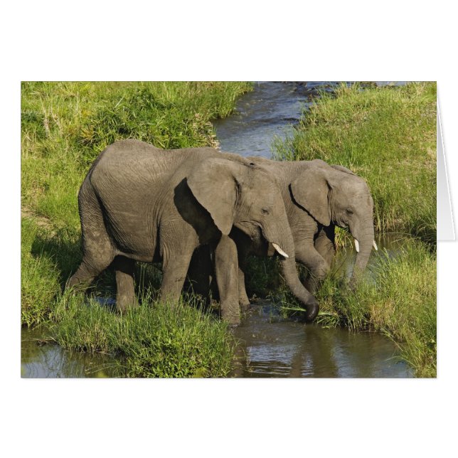 Pareja de elefantes africanos Masai Mara (Anverso (Horizontal))