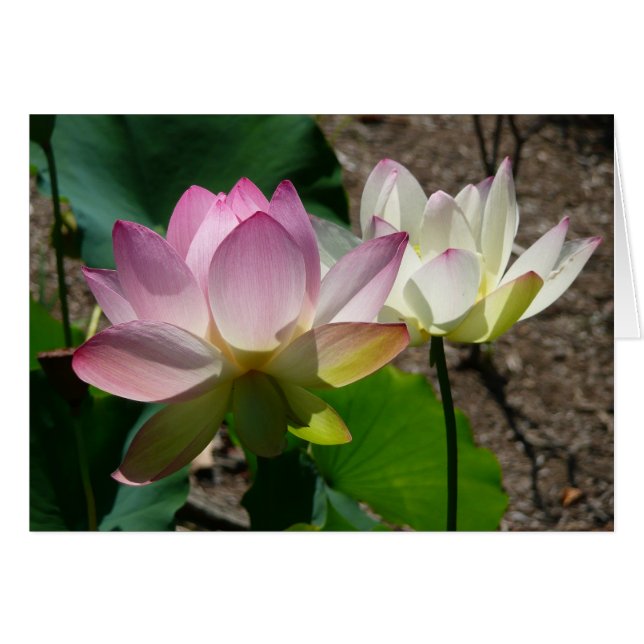 Pareja de flores de Lotus I (Anverso (Horizontal))