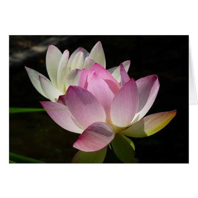 Pareja de flores de Lotus II (Anverso (Horizontal))