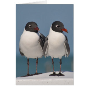 Pareja de gaviotas de cabeza negra