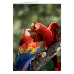 Pareja de guacamayos escarlata