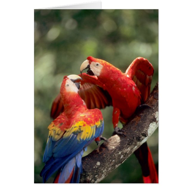 Pareja de guacamayos escarlata (Frente)