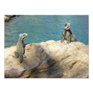 Pareja de Iguanas Fotografía de Vida Silvestre Tro