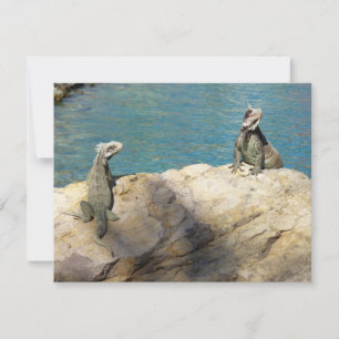Pareja de Iguanas Fotografía de Vida Silvestre Tro
