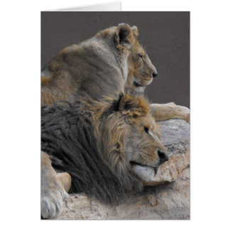 Pareja de leones