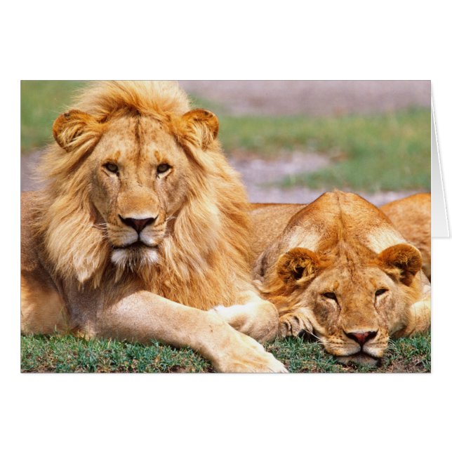 Pareja de Leones Africanos, Panthera leo, Tanzania (Anverso (Horizontal))