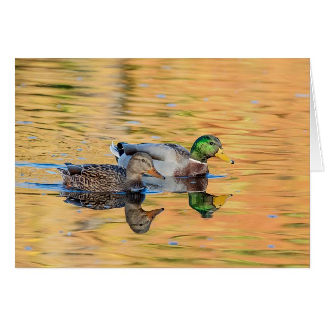 Pareja de Mallards (Anverso (Horizontal))