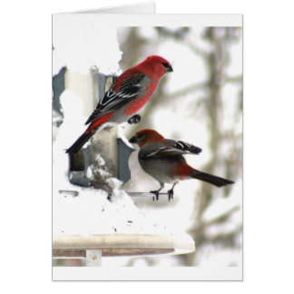 Pareja de Pine Grosbeaks