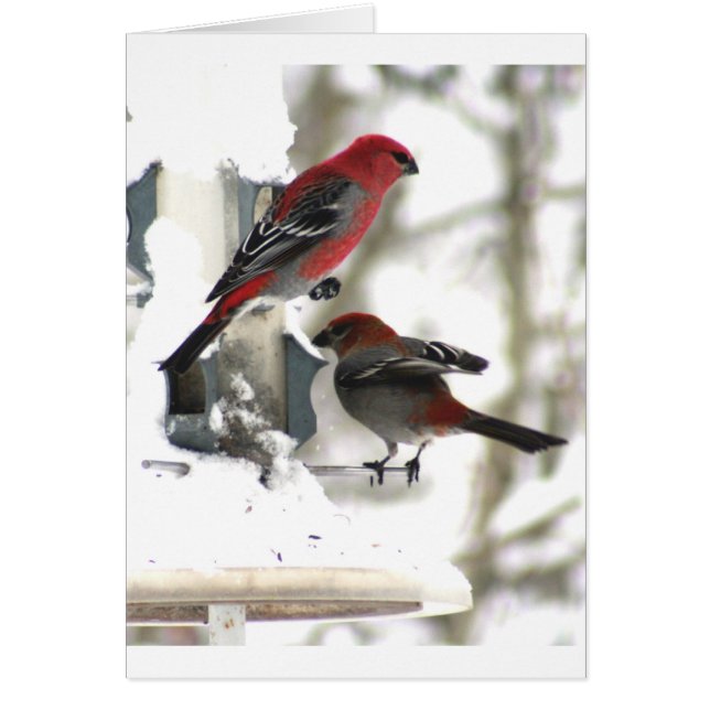 Pareja de Pine Grosbeaks (Frente)