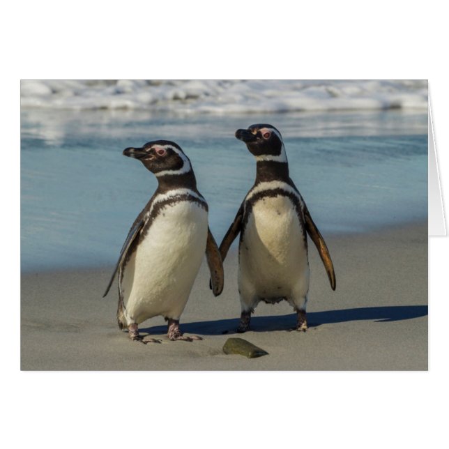 Pareja de pingüinos en la playa (Anverso (Horizontal))