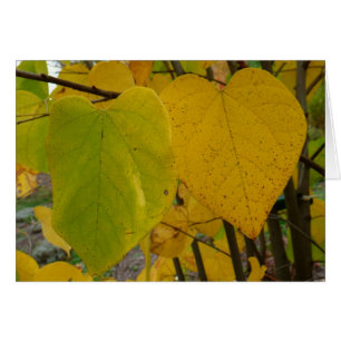 Pareja de Redbud otoño deja fotografía de otoño