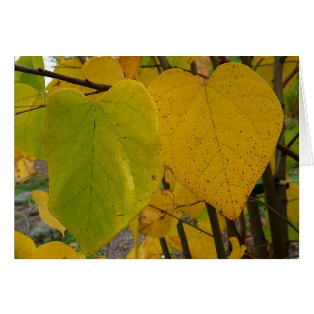 Pareja de Redbud otoño deja fotografía de otoño (Anverso (Horizontal))