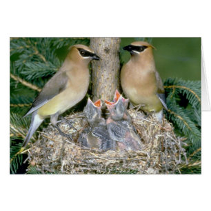 Pareja de Waxwings de Cedar con jóvenes