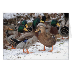pareja duckie