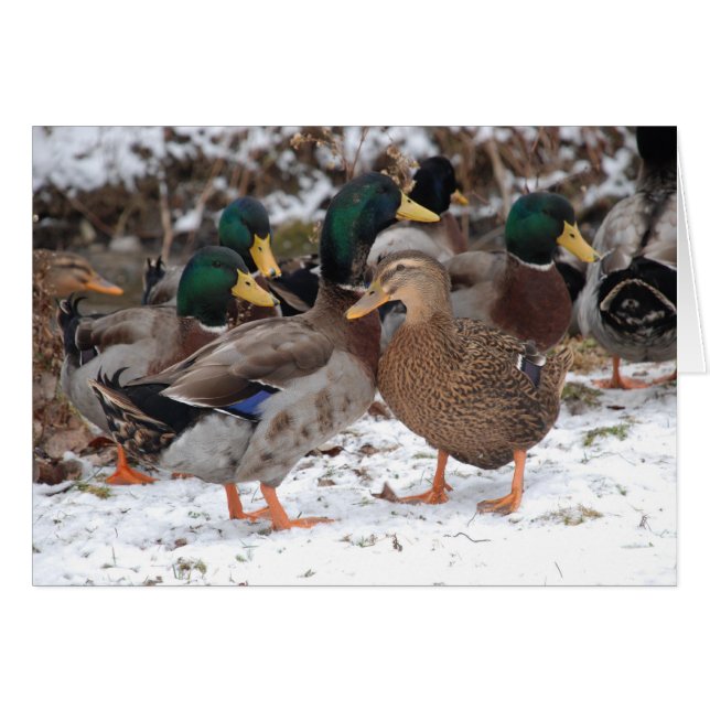 pareja duckie (Anverso (Horizontal))