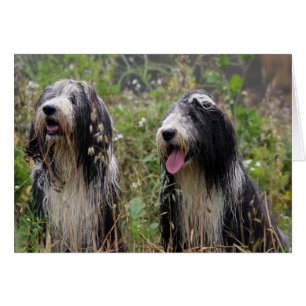 pares barbudos del collie