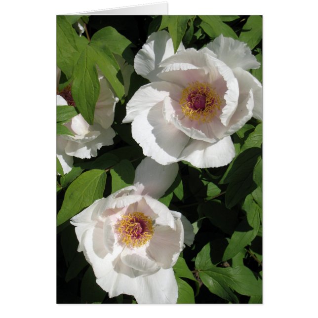 pares blancos de los peonies (Frente)