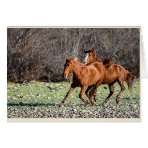Pares de caballos salvajes
