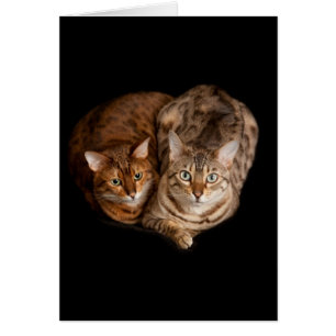 Pares de gatitos de Bengala