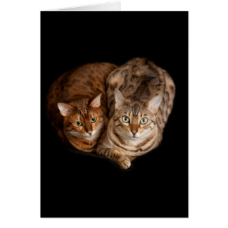 Pares de gatitos de Bengala