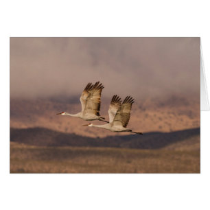 Pares de grúas en los cielos de New México