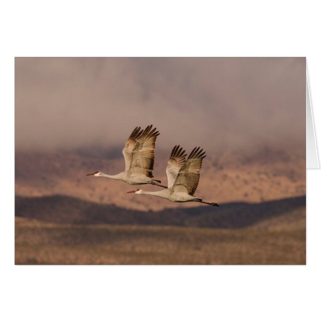 Pares de grúas en los cielos de New México (Anverso (Horizontal))