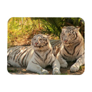 Pares de imán flexible de los tigres blancos
