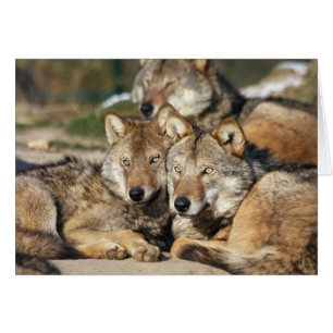 pares de lobos grises