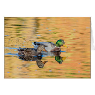 Pares de patos silvestres