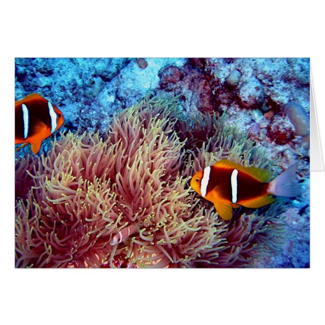 Pares de payaso en Anemonie exótico (Anverso (Horizontal))