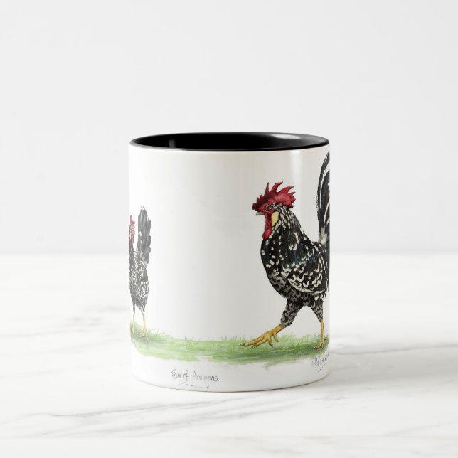 Pares de taza de los pollos de Ancona (Centro)