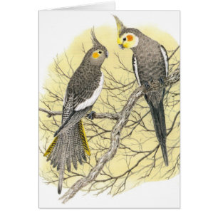 Pares del Cockatiel - hollandicus del Nymphicus