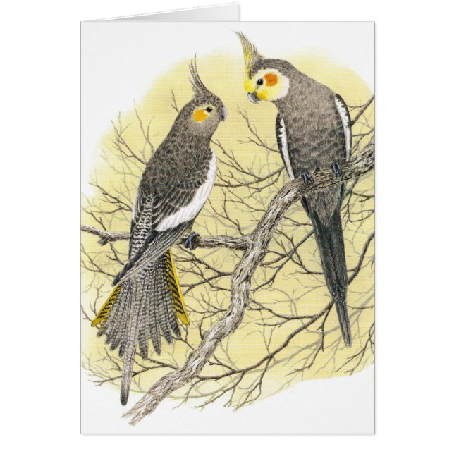 Pares del Cockatiel - hollandicus del Nymphicus (Frente)