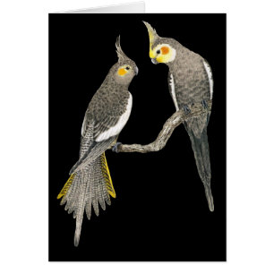Pares del Cockatiel - hollandicus del Nymphicus en